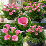 Calla Lily Bulbs for Planting, Calla Lily Bulbs, Vibrant Summer Blooming Flowers for Garden and Patio Planting (Pink Calla Lily Bulbs (Set 3))