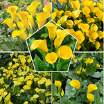 Pack 3 Yellow Calla Lily Bulbs - Calla Lily Flowering Bulbs for Garden and Containers, Easy to Grow Summer Blooms