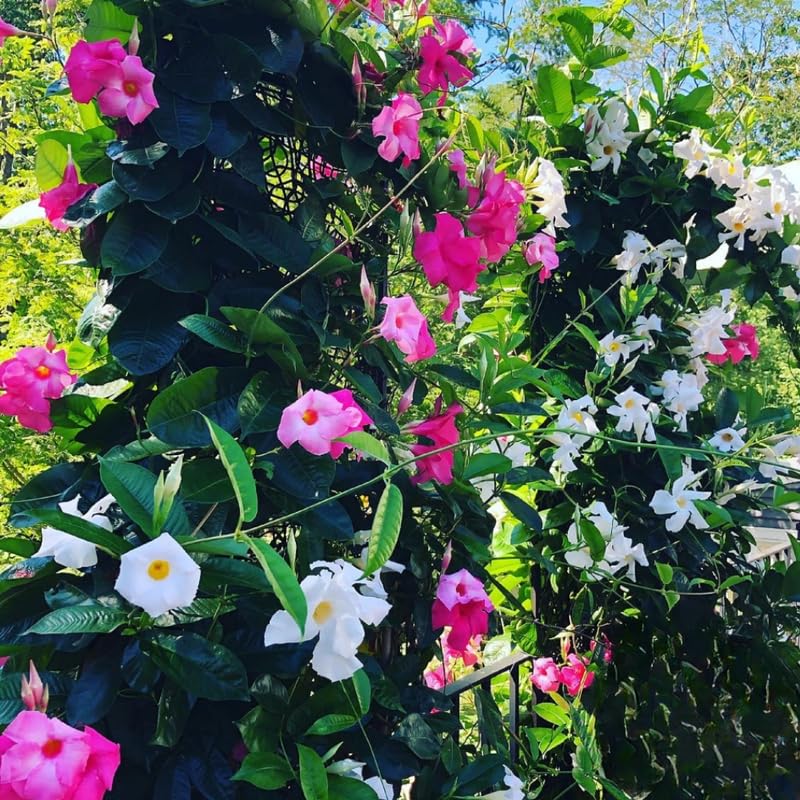 2 Mixed Mandevilla Live Plants, Flowering Mandevilla Plants, 5-9” Tall, Mandevilla Trellis Vines for Outdoor Garden and Containers