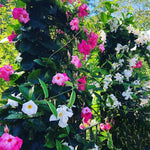 2 Mixed Mandevilla Live Plants, Flowering Mandevilla Plants, 5-9” Tall, Mandevilla Trellis Vines for Outdoor Garden and Containers
