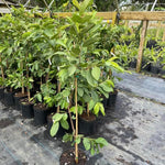 Big Sweet Guava Tree Live Plant, 1.5-2 Feet Tall Well Rooted, Ready to Bear Fruit Within 1-2 Years