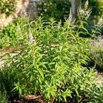 Live Lemon Verbena Herb Plant, 2-5 Inches Tall, Fragrant Culinary Herb for Containers, Raised Beds and Home Gardens