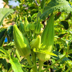 Okra Plants Live in One Pot, 3-5 Inch Tall, Live Okra Plant, Vegetable Plant Outdoor Garden, Well Rooted Seedling