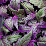 2 Gynura Purple Passion Plants Live, Gynura Aurantiaca Velvet Plant 4-7 Inches Tall for Home and Office, No Pot