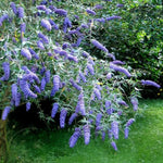 Light Blue Butterfly Bush Buddleia Butterfly Plant Live, 4-9" Tall Well-Rooted for Outdoor Gardens, Perennial Shrub, No Pot