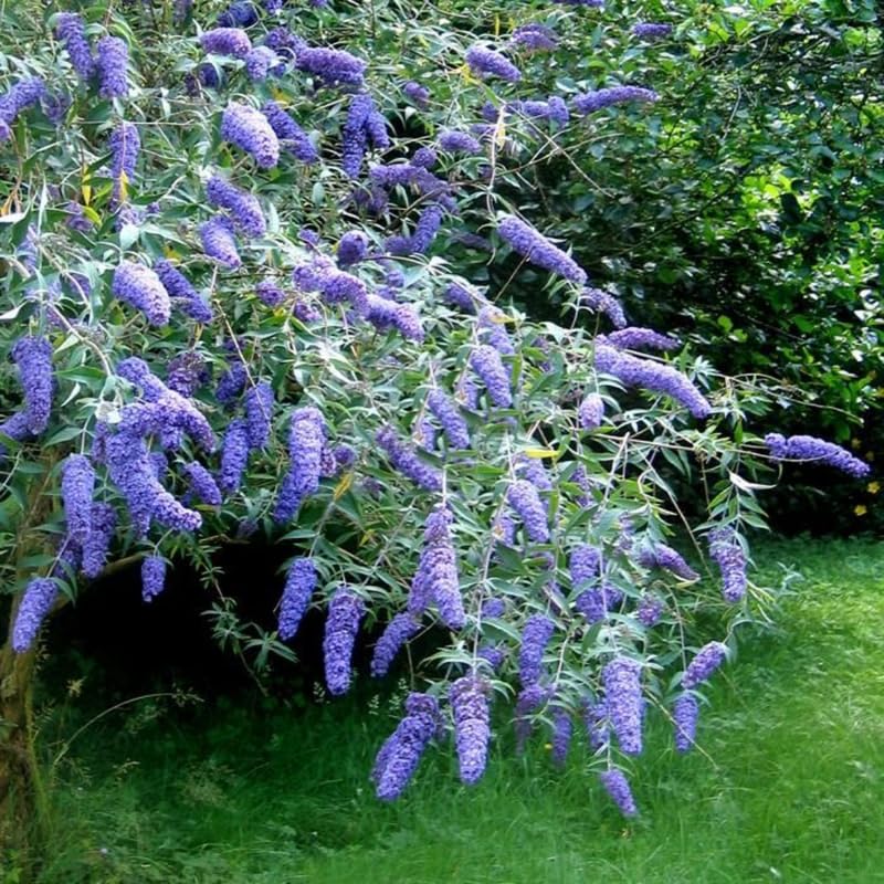 Light Blue Butterfly Bush Buddleia Butterfly Plant Live, 4-9" Tall Well-Rooted for Outdoor Gardens, Perennial Shrub, No Pot