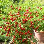 Mix Pepper Plants Live for Planting, in 4" Pot, Hot Chili Pepper for Indoor and Outdoor Growing