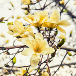 Magnolia Tree, Magnolia Flowering Shrub Bush in 2.5'' Pot, Well Rooted Magnolia to Grow in Container, Garden (Yellow Magnolia)