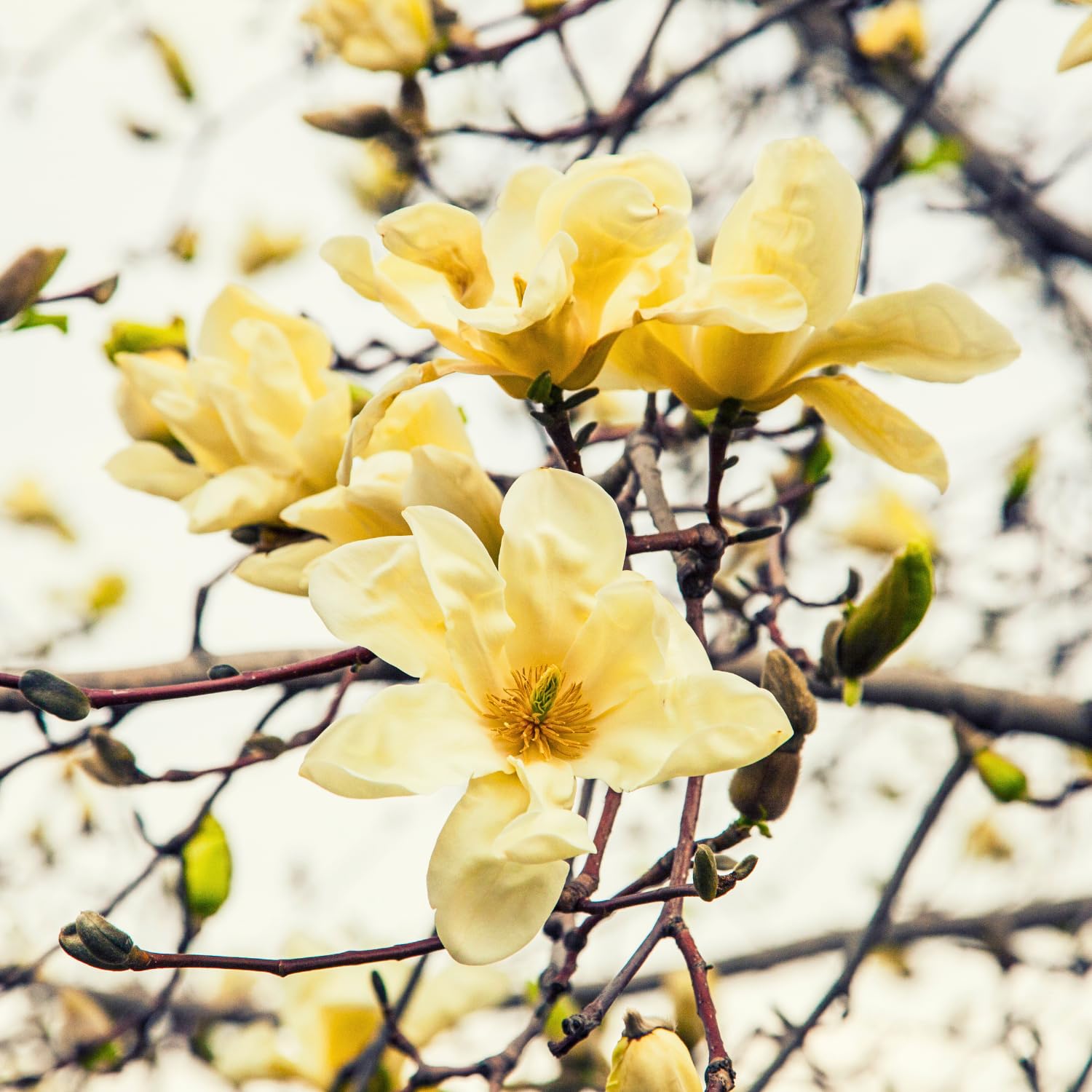 Magnolia Tree, Magnolia Flowering Shrub Bush in 2.5'' Pot, Well Rooted Magnolia to Grow in Container, Garden (Yellow Magnolia)