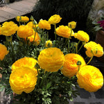 25 Ranunculus Bulbs for Spring Planting, Perennial Flowers Bulbs for Gardens, Vibrant Peony Buttercup Corms for Outdoor Borders (Yellow Ranunculus)