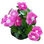 2 Mix Vinca Plants Live Vinca Plants for Planting Outdoor Garden, Ground Cover Plant Live, 4 to 6 Inches Tall