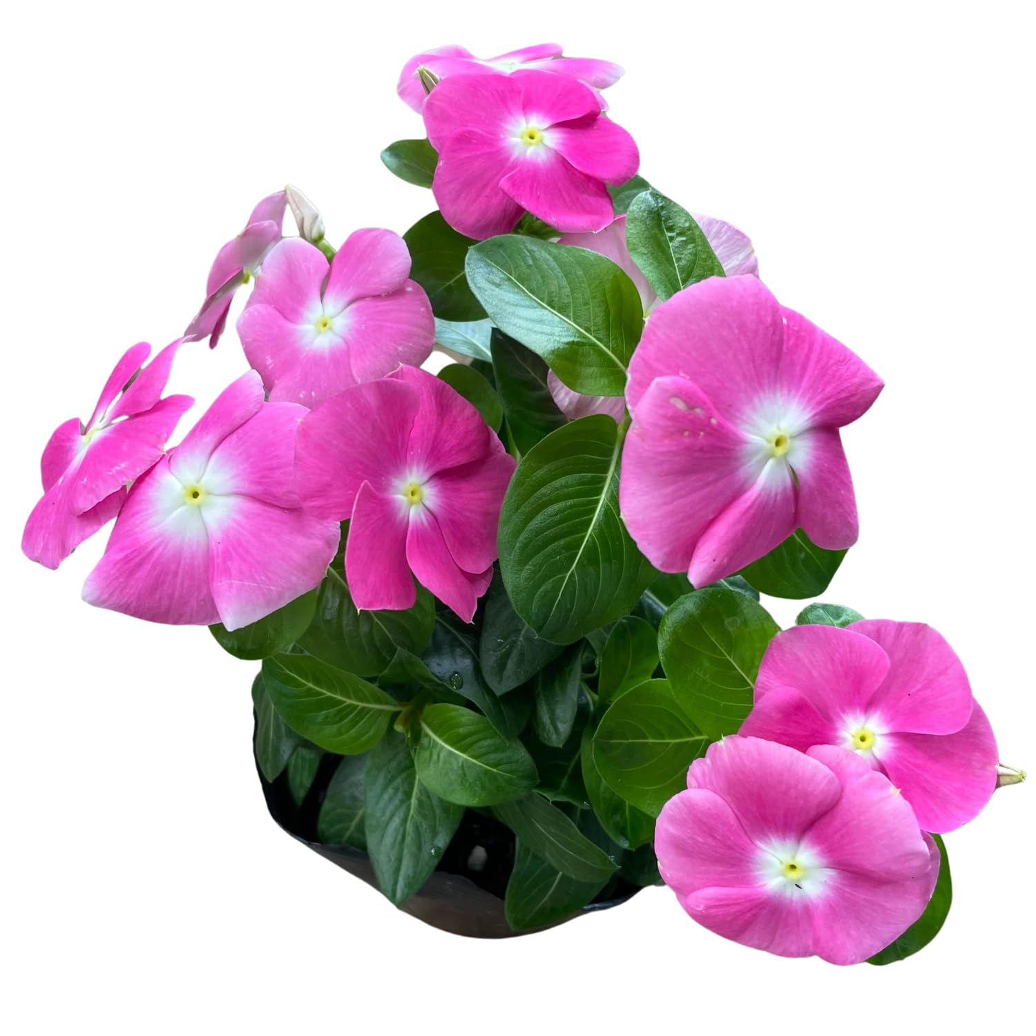 2 Mix Vinca Plants Live Vinca Plants for Planting Outdoor Garden, Ground Cover Plant Live, 4 to 6 Inches Tall