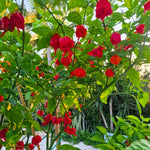 1 Large Plant Red Dragon Pepper Live Plants Per Pot, 100 Days Old Pepper Plant Well Rooted Seedlings, Hot Peppers for Year Round Harvesting