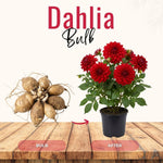 Red Dahlia Bulbs Pant, 2-3" Tall, Dahlia Flower Bulbs for Outdoor Garden, Flowering Tuber Cluster for Planting, Not Live Plant