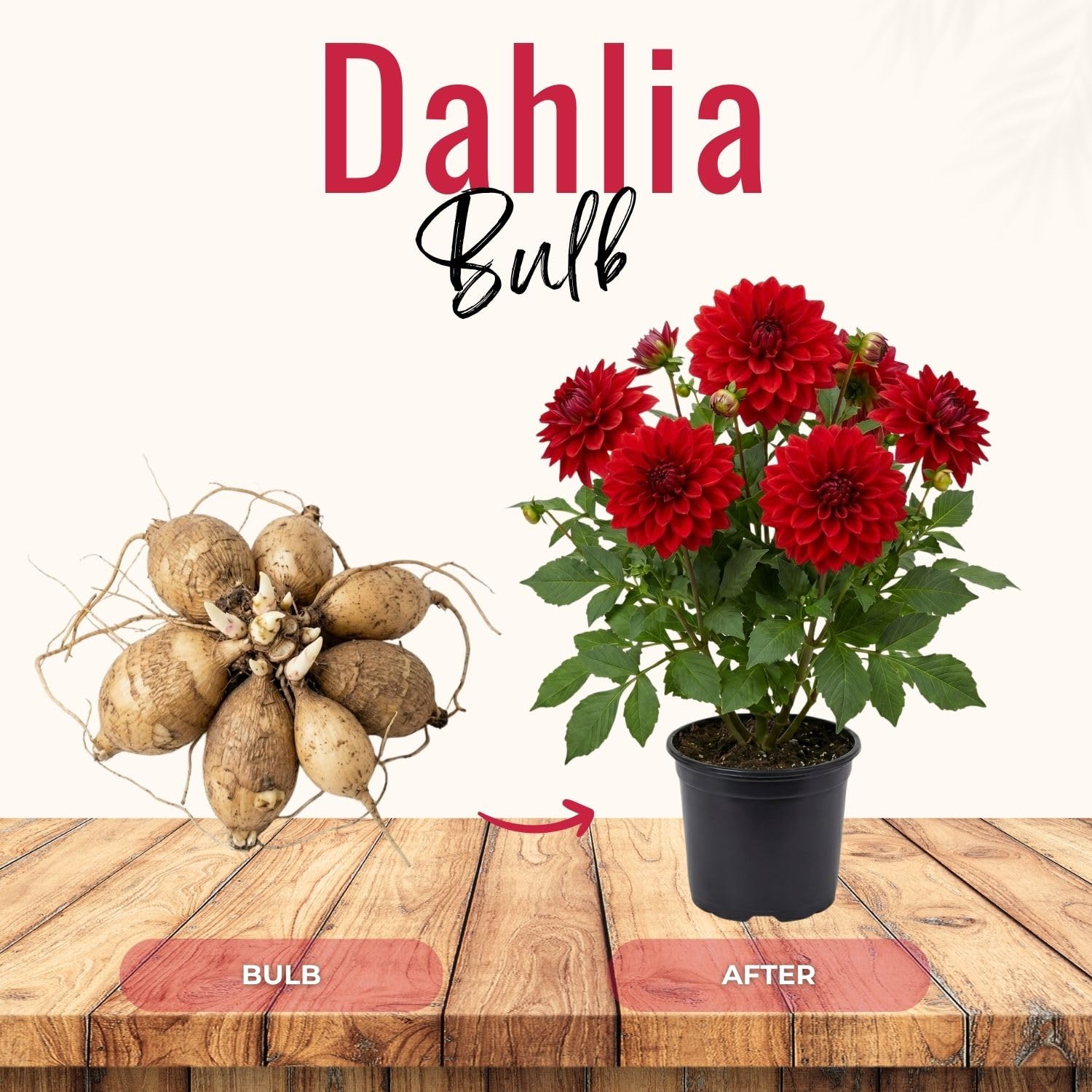 Red Dahlia Bulbs Pant, 2-3" Tall, Dahlia Flower Bulbs for Outdoor Garden, Flowering Tuber Cluster for Planting, Not Live Plant