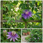 Set 2 Passiflora Incarnata Maypop Plant 4-6 Inch Height, Purple Maypop Passion Flower Plant for Trellis and Garden, No Pot