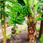 Tiny Banana Plants Live for Planting, Banana Trees Live Plants from 4 to 6 Inc Tall
