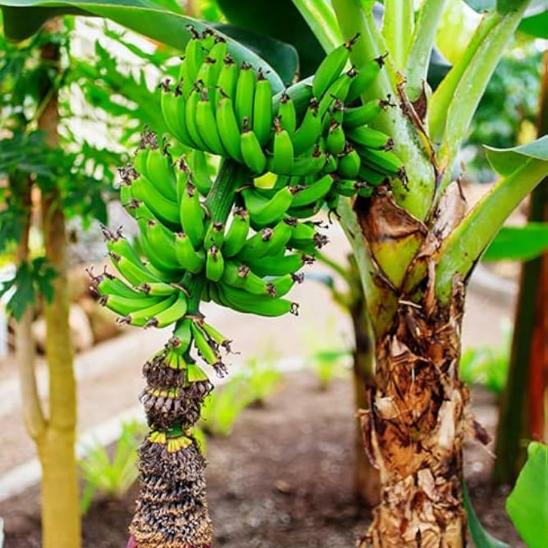 Tiny Banana Plants Live for Planting, Banana Trees Live Plants from 4 to 6 Inc Tall