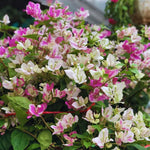 2 Bougainvillea Plants Live, Pink White Bougainvillea Live Plant, 4 to 6 Inc Tall Growing