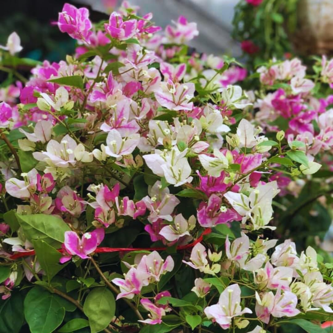 2 Bougainvillea Plants Live, Pink White Bougainvillea Live Plant, 4 to 6 Inc Tall Growing