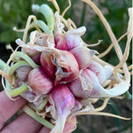 Set 5 Egyptian Walking Onions Plants Live, 3 to 6 Inc Tall