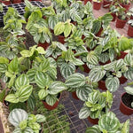 Live Green Peperomia Plant, 3-6 Inches Tall Plant, Live Peperomia Succulents Plants Houseplants, Maintenance Houseplant for Home Decoration