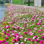 2 Mix Portulaca Moss Rose Plants Live, Double Flowered Moss Roses Flowers, Clumps 4-8" Tall, Portulaca Plants Live
