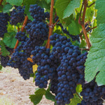 10 Black Grape Cuttings for Planting, Grape Vine Plant, Sweet Fruit Garden, 6 to 8'' Tall Cuttings