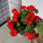 2 Red Geranium Plants Live, 5 to 8 Inc Tall Live Plant