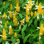 Yellow Shrimp Plants Live, 4 Golden Shrimp Plants, 4 to 6 Inches Tall