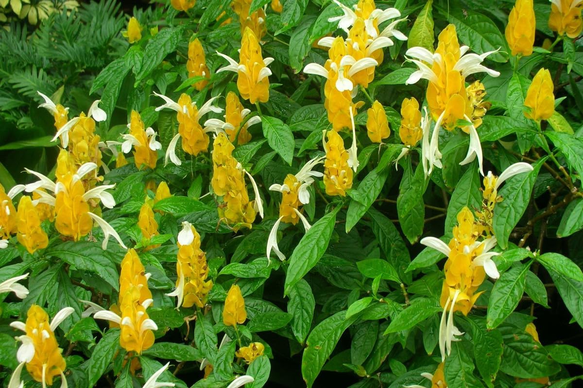 Yellow Shrimp Plants Live, 4 Golden Shrimp Plants, 4 to 6 Inches Tall