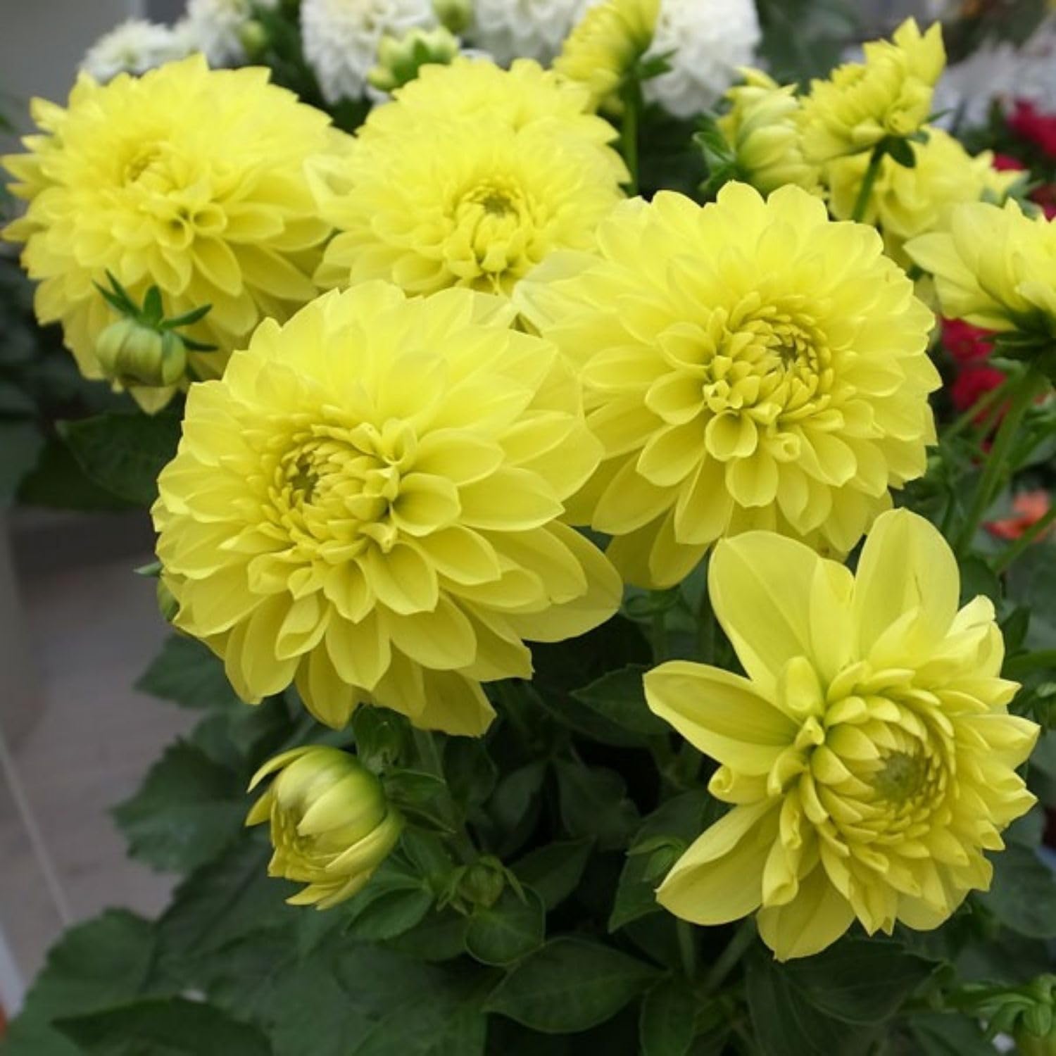 Yellow Dahlia Bulbs Plant, 2-3" Tall, Dahlia Flower Bulbs for Outdoor Garden, Flowering Tuber Cluster for Planting, Not Live Plant