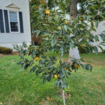 2 Persimmon Trees Live Plants, 7"-15" American Persimmon Tree for Planting Outdoor, Cold Hardy, Dormant in Winter