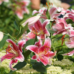 4 Pink Lily Bulbs, 4-6 Inch, Pink Lilies Bulbs, Flowering Bulb for Outdoor Garden Beds and Containers