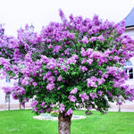 2 Purple Lilac Bushes Live Plants, 6-12" Tall, Common Reblooming Lilac Trees, Well-Rooted, in Pots