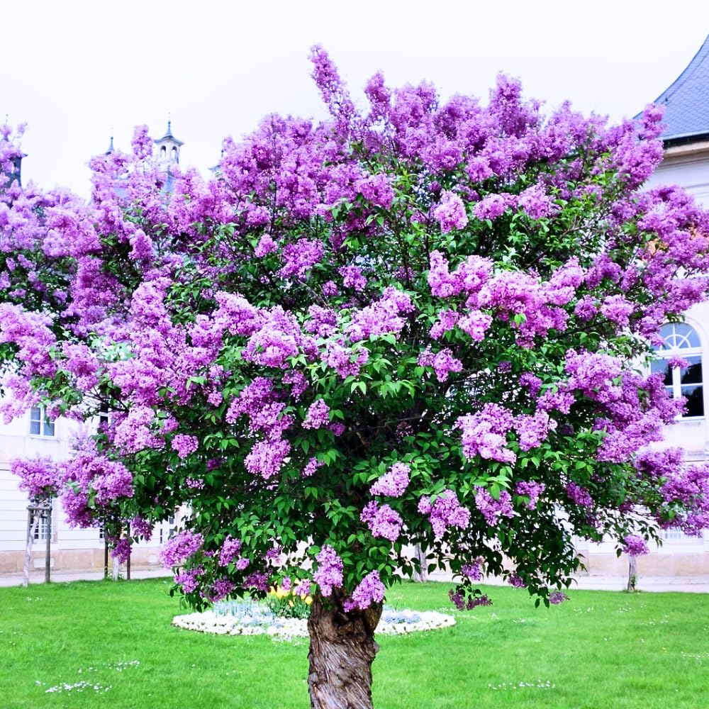 2 Purple Lilac Bushes Live Plants, 6-12" Tall, Common Reblooming Lilac Trees, Well-Rooted, in Pots