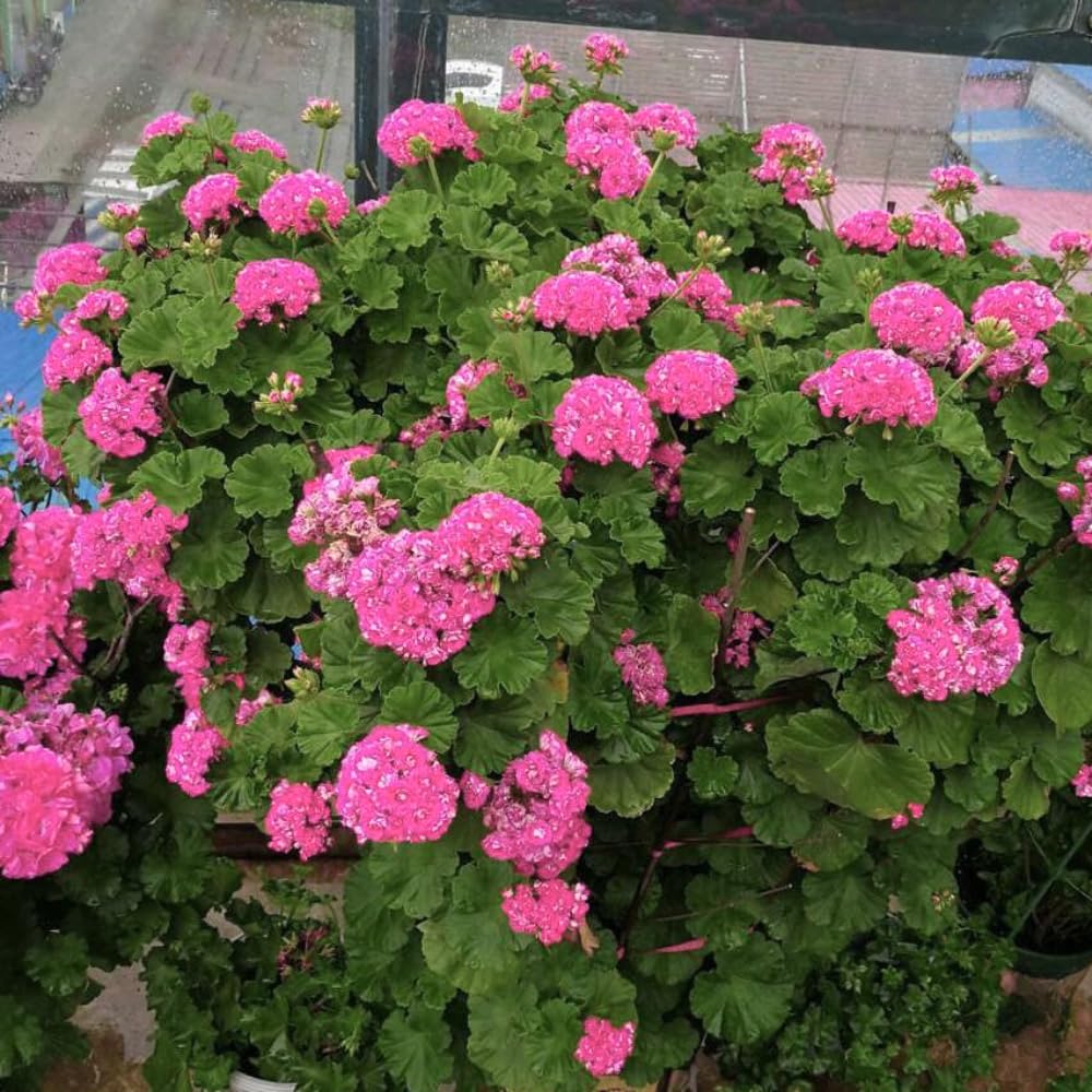 2 Pink Geranium Plants Live, Geranium Live Plants Flower Garden