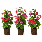 3 Clerodendrum Bleeding Heart Vine Plants, Heart Shaped Blooms, 4-9 Inch Tall, Indoor Outdoor Planting (Purple Red)