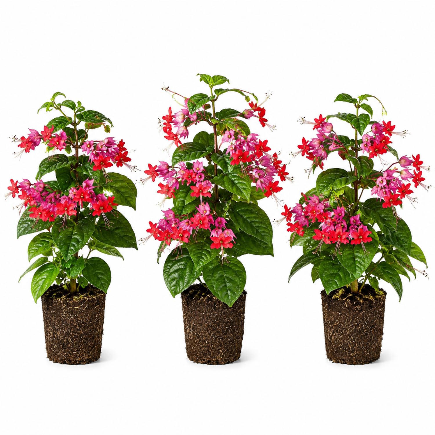 3 Clerodendrum Bleeding Heart Vine Plants, Heart Shaped Blooms, 4-9 Inch Tall, Indoor Outdoor Planting (Purple Red)