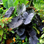 Colocasia Live Plant, 4-8'' Tall, Elephant Ear Plant, Esculenta Taro Alocasia Housplant, Indoor Outdoor Planting (Black)