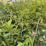 Large Sweet Pink Guava Tree for Planting, 20 to 24 Inches Height in Pot, Sweet Guava Trees Fruit for Gardening