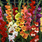 Hardy Gladiolus Bulbs, 10 Mix Gladiolus Bulbs for Spring Planting, Large Bulb, Easy to Plant
