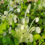 Clerodendrum Plants Live Well-Rooted for Outdoor Planting, Clerodendrum Tropical Live Plant, 5"-9" in Tall (Musical Note Clerodendrum)