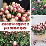 5 Tulip Bulbs for Spring Planting, Ice Cream Tulip Bulbs for Fall Planting, Flower Bulbs Growing