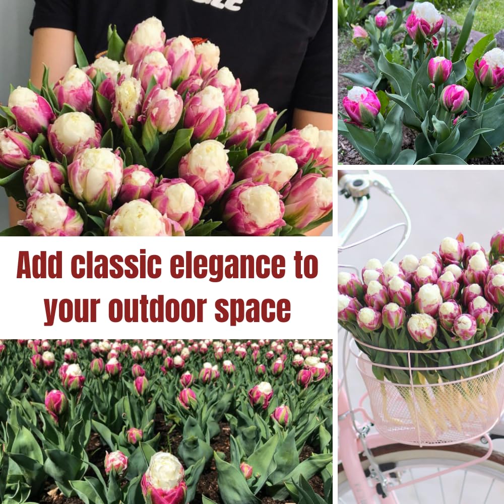 5 Tulip Bulbs for Spring Planting, Ice Cream Tulip Bulbs for Fall Planting, Flower Bulbs Growing