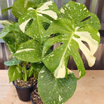 Monstera Plant Live, Rare Tropical Philodendron Indoor Live Plant, Low Maintenance Houseplant 4-8 Inches (Variegated Monstera)