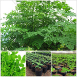 2 Large Moringa Tree Plants, 12-20 Inc Tall, Oleifera Moringa Drumstick Tree Plants, Fast Growing Live Plant for Home Garden, Well-Rooted, 2 Plants per Pot