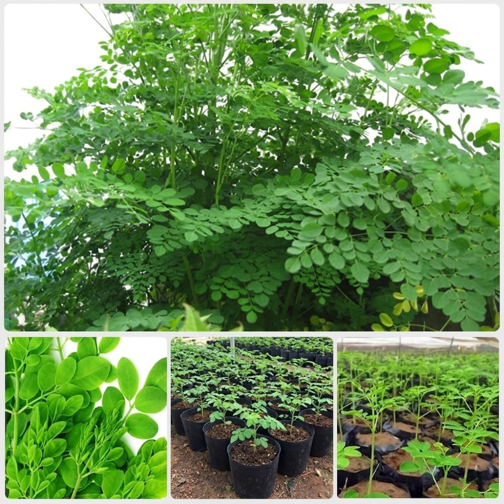 2 Large Moringa Tree Plants, 12-20 Inc Tall, Oleifera Moringa Drumstick Tree Plants, Fast Growing Live Plant for Home Garden, Well-Rooted, 2 Plants per Pot