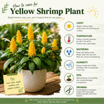 Yellow Shrimp Plants Live, Shrimp Plant, Tropical Flowering Plant for Containers, Patios and Landscapes, Full Rooted from 4-6 Inches Tall