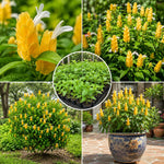 Live Shrimp Plant, Yellow Shrimp Plants Live, 4-6 Inches Tall, Colorful Ornamental Plant for Outdoor Growing
